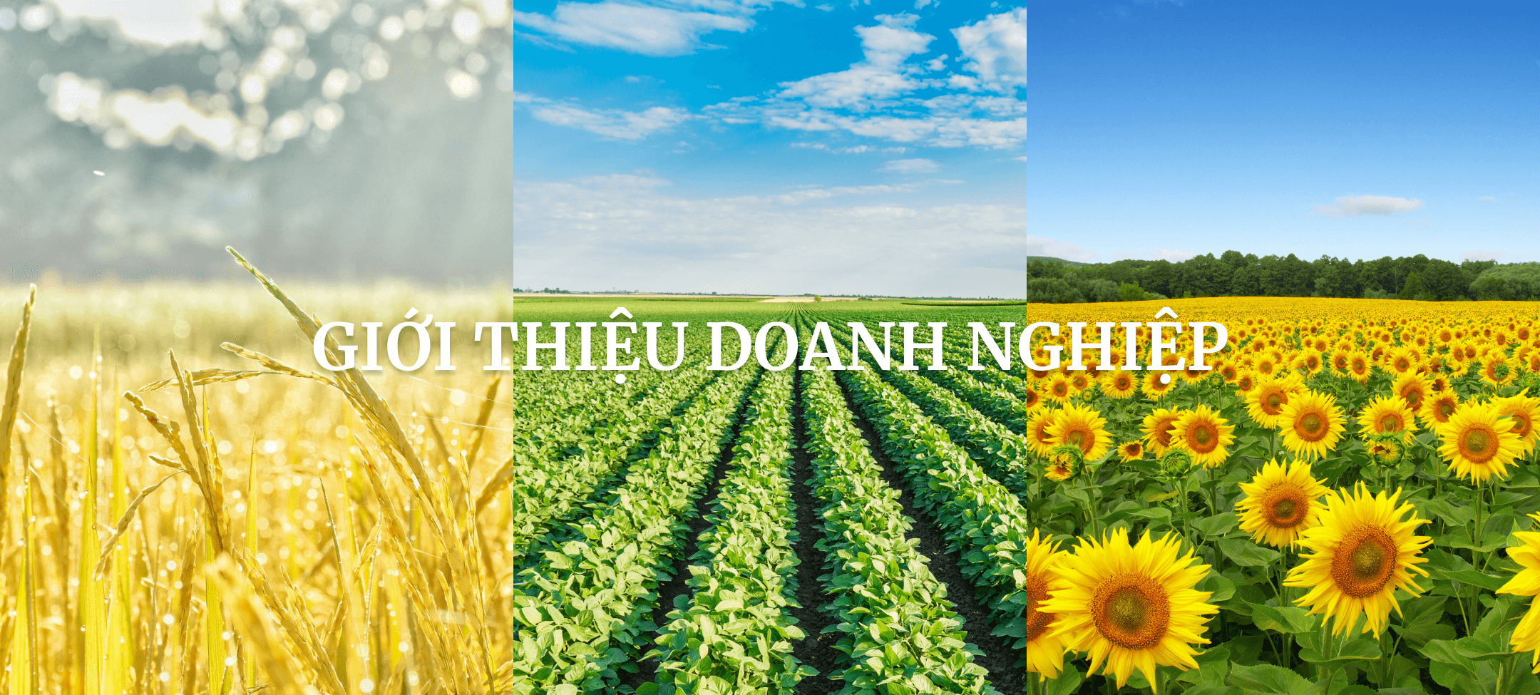 background về chúng tôi