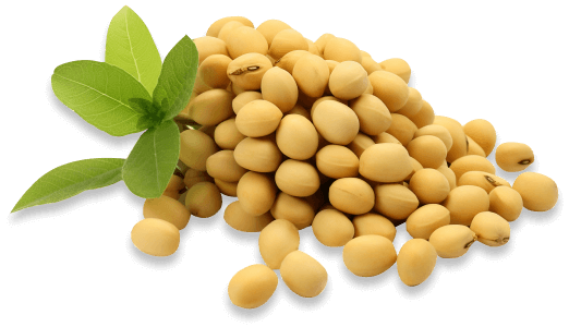 Chế biến món ăn đa dạng